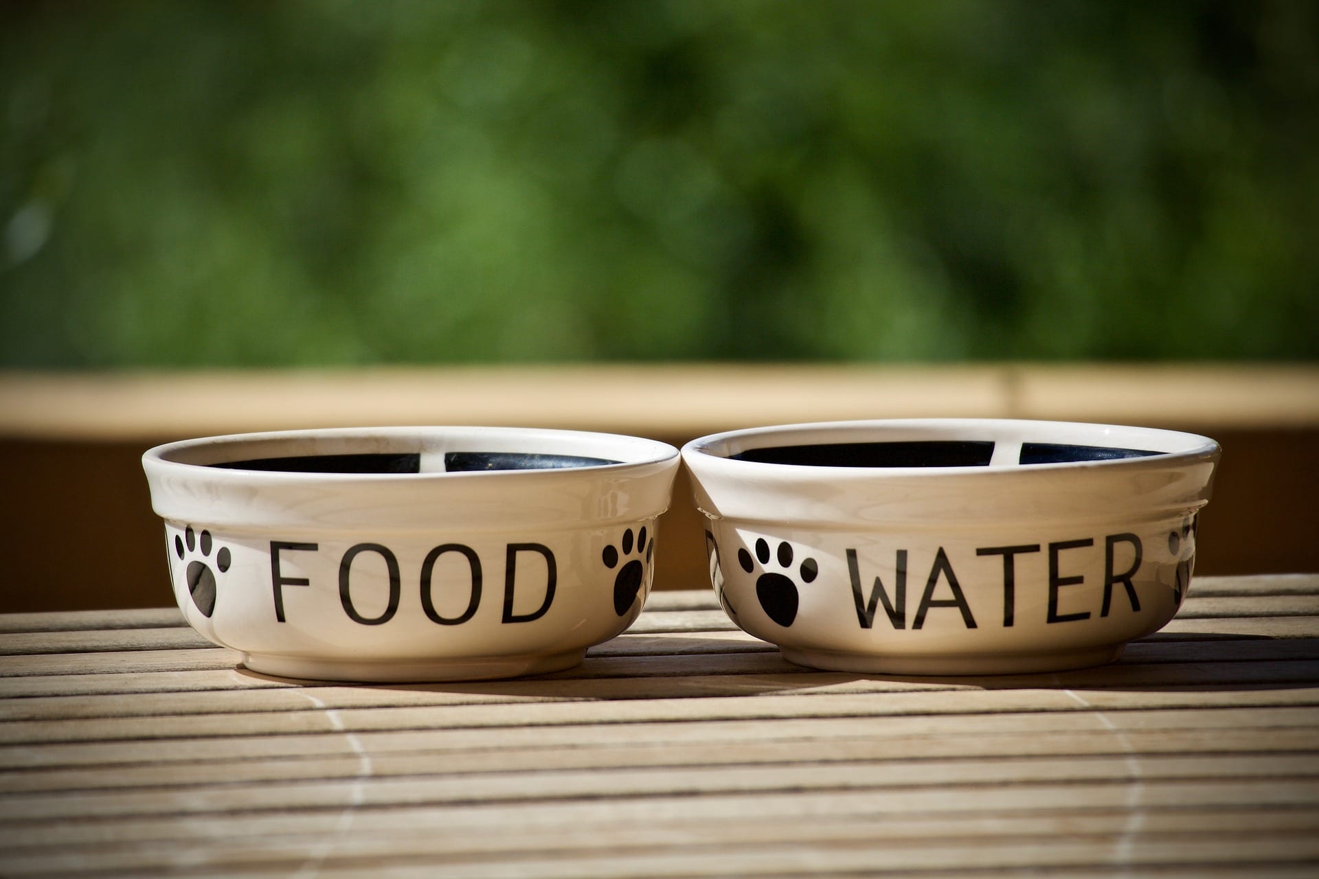Take water and dog treats